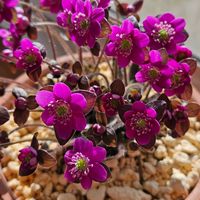 雪割草,山野草,ピンクの花,春のお花,チーム長野の画像