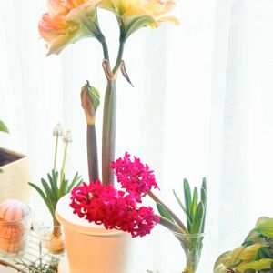 クロッカス黄色,アマリリス　エキゾチックニンフ,花のある暮らし,窓辺の植物,春のお花の画像