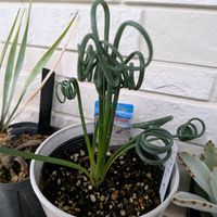 多肉植物 寄せ植え,アルブカ スピラリス フリズルシズル,アフリカ亀甲竜,多肉植物,ベランダの画像