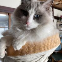 ニャンニャン祭り,キッチン,和室,家庭菜園の画像