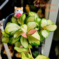 セントポーリア,月兎耳,ジャイアントラビット,黒兎耳,チョコレートソルジャーの画像