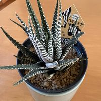 多肉さん,観葉植物,植え替え,お迎えの画像