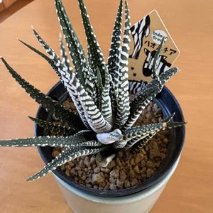 多肉さん,観葉植物,植え替え,お迎えの画像