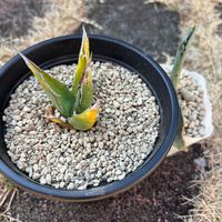 ウインクレリー,白雪ミセバヤ,河津桜,アガベアメリカーナ,押し花＊の画像