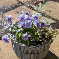 寄植え,ビオラ・パンジーの画像