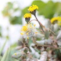 オトンナ・クラビフォリア,多肉植物,観葉植物,塊根植物,塊根の画像