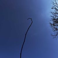 バラ,ウッドフェンス,ばら バラ 薔薇,抜根作業の画像