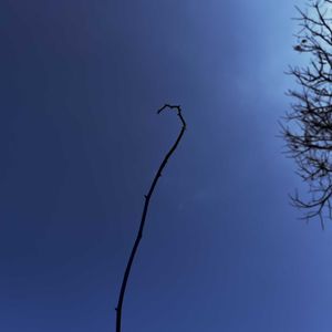 バラ,ウッドフェンス,ばら バラ 薔薇,抜根作業の画像