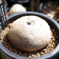 ステファニア・エレクタ,ステファニア ピエレイ,多肉植物,観葉植物,塊根植物の画像