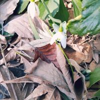 サボテン,スノードロップ,ソテツ,柱サボテン,アルブカ コンコルディアナの画像