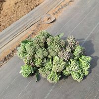 畑仕事,成長,愛情込めて,収穫シーズン,家庭菜園の画像