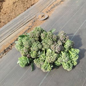 畑仕事,成長,愛情込めて,収穫シーズン,家庭菜園の画像