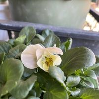 パンジー シエルブリエ,ビオラ・パンジー,種まきから育てる,フリル咲きパンジー シエルブリエの画像