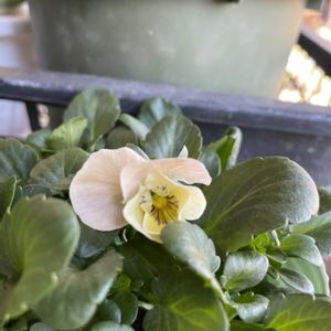 パンジー シエルブリエ,ビオラ・パンジー,種まきから育てる,フリル咲きパンジー シエルブリエの画像