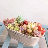 多肉植物,100均,多肉寄せ植え,仕立て直し,多肉多肉多肉の画像