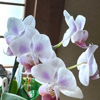 胡蝶蘭,めんこい,ニャンニャン祭り,スペシャルニャンニャン祭り,僕、チュラです。の画像