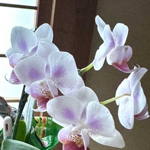 胡蝶蘭,めんこい,ニャンニャン祭り,スペシャルニャンニャン祭り,僕、チュラです。の画像