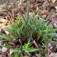 バイモ,バイモ,アカバナマンサク,我が家の庭,ニャンニャン祭りの画像