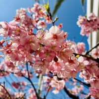 サクラ,河津桜,chouchou,fuku,お花の画像