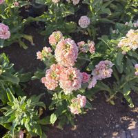 コデマリの画像