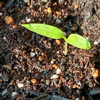 ピーマンの画像