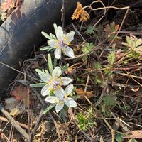 セツブンソウの画像