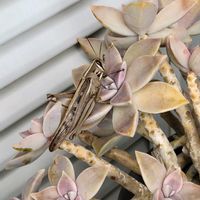 朧月,イナゴのいいちゃん,庭の画像