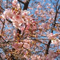 ウメ,ウメ,ミモザ,さくら サクラ 桜,さくら サクラ 桜の画像