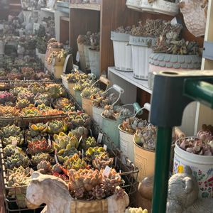 多肉,エケベリア,多肉植物,ベランダガーデン,バルコニー/ベランダの画像