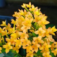 カランコエ,ホームセンター,沖縄,納品,メイクマン具志川店の画像