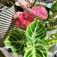 アンスリウム,アグラオネマ,アグラオネマ オースピシャスレッド,アンスリウム　ドラヤキ,森林浴の画像