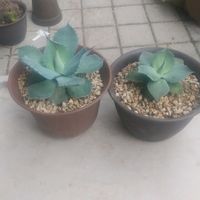 アガベ,子株,アガベ風雷神,リビング・ダイニングの画像