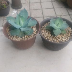 アガベ,子株,アガベ風雷神,リビング・ダイニングの画像