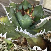 アガベ,多肉植物,観葉植物の画像