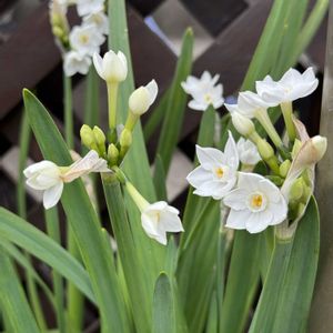 スイセン,スイセン ペーパーホワイト,かわいいな♡,花のある暮らし,お花が好き♡の画像