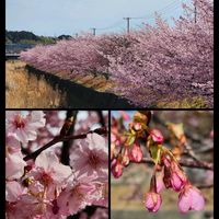 ミモザ,ミモザ,河津桜,河津桜,ユッカ ロストラータの画像
