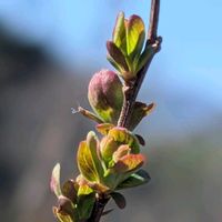 ユキヤナギ,ピンク雪柳,ピンクユキヤナギ,春の陽気,春よ来いの画像