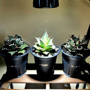 アガベ,アガベ チタノタ レッドキャット ウィーズル,アガベ チタノタ シーザー,チタノタ　夕映巖龍,観葉植物の画像