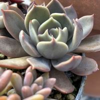 チコリ,フェルニア ヒストリクス,マローム,マローム,繋がりに感謝✨の画像