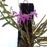 デンドロビウムの画像