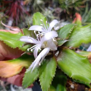 クリプタンサス,ビザール プランツ,ブロメリア,ビザールプランツ,東向きベランダの画像