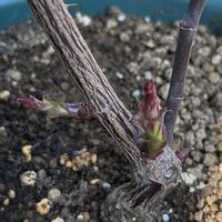 バラ  ガブリエル,鉢植え,ガーデニング,コンテナガーデン,バラのある暮らしの画像