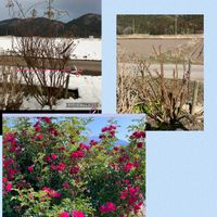 剪定後,剪定前,畑のバラ,待つわ♪の画像