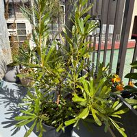 バンクシア,多肉植物,観葉植物,スワッグ,ジャンクガーデンの画像