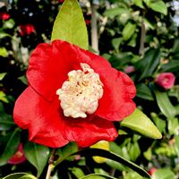 ツバキ,卜半椿(ボクハンツバキ),紅卜半,月光（がっこう）椿,紅ト伴(べにぼくはん)の画像