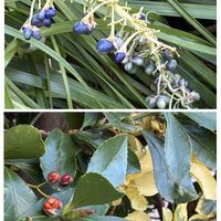 マサキ,ノシラン,マサキの実,ノシランの実,青い実の画像