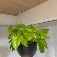 ポトス,ポトスライムの画像