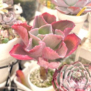 エケベリア ファーストレディ,成長記録 ファーストレディ,神奈川タニラー,多肉男子,バルコニー/ベランダの画像