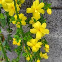 オウバイ,菜の花,ビオラ・ハニービー,カレンジュラ コーヒークリーム,ウンナンオウバイの画像