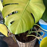 モンステラの画像